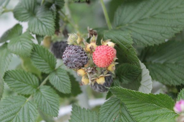 Whitebark Raspberry in 1 Gallon Pot
