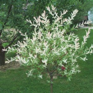 Dappled Willow in 1 Gallon Pot
