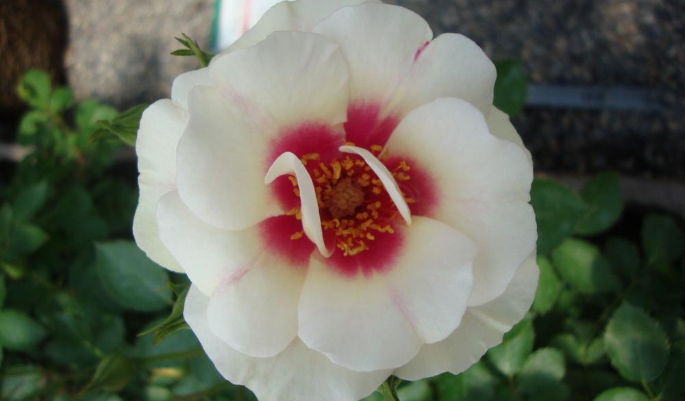 Rosa Bull s Eye in 2 Gallon Pot Fraser Valley Rose Farm