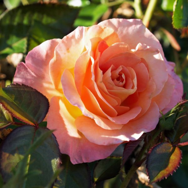 Rosa 'Daybreaker' in 2 Gallon Pot