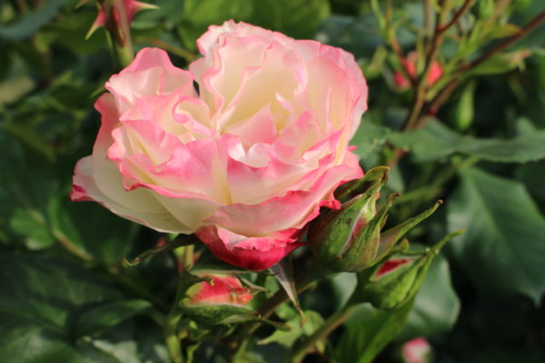 Rosa 'Delany Sisters' in 2 gallon pot