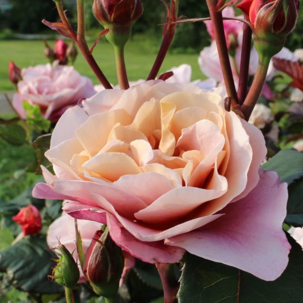 Rosa 'Distant Drums' in 3 Gallon Pot