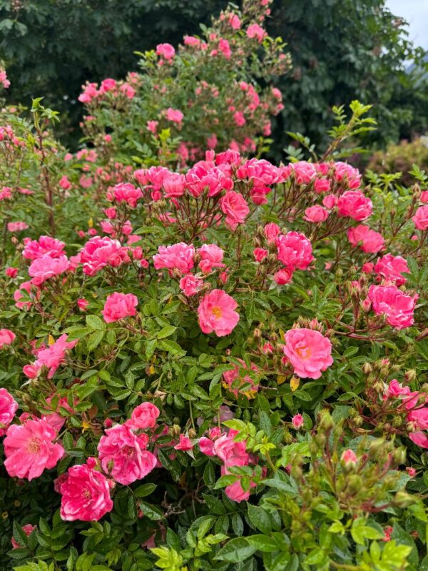 Rosa 'Hanami-gawa' (KEItoli) or 'Ferdy' in 2 Gallon Pot