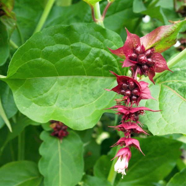 Himalayan Honeysuckle in 1 Gallon Pot