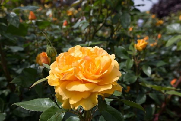 Rosa 'Easy Going' in 2 Gallon Pot