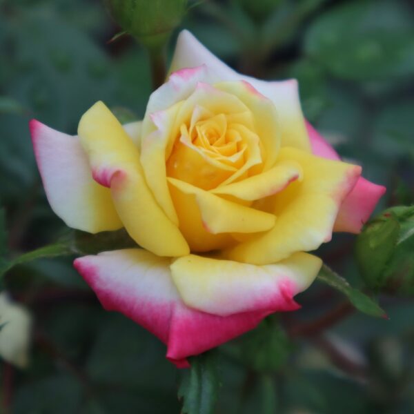 Rosa 'Rainbow's End' in 1 Gallon Pot