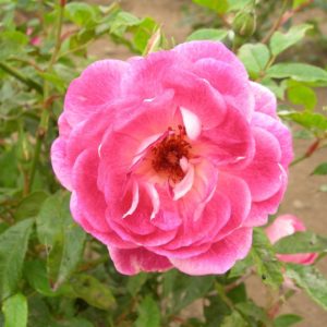 Rosa 'Brilliant Pink Iceberg' in 2 Gallon Pot