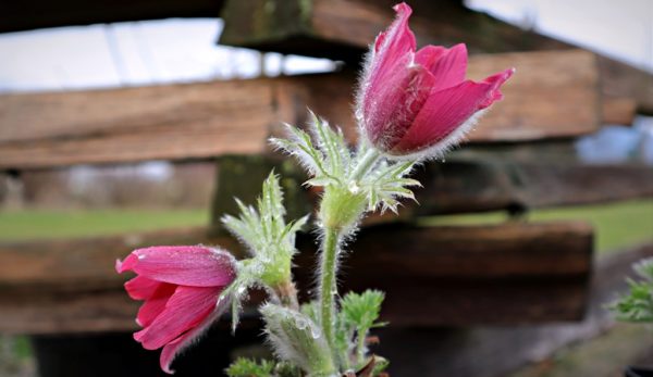 Pulsatilla vulgaris Pasque Flower in 1 Gallon Pot
