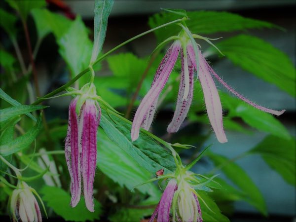 Pink Octopus Bellflower in 1 Gallon Pot