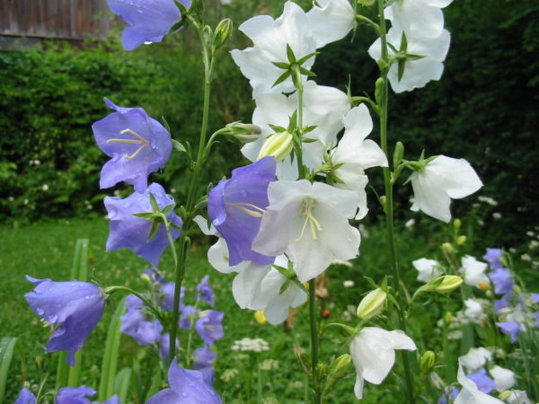 Peach-leaf Bellflower in 1 Gallon Pot