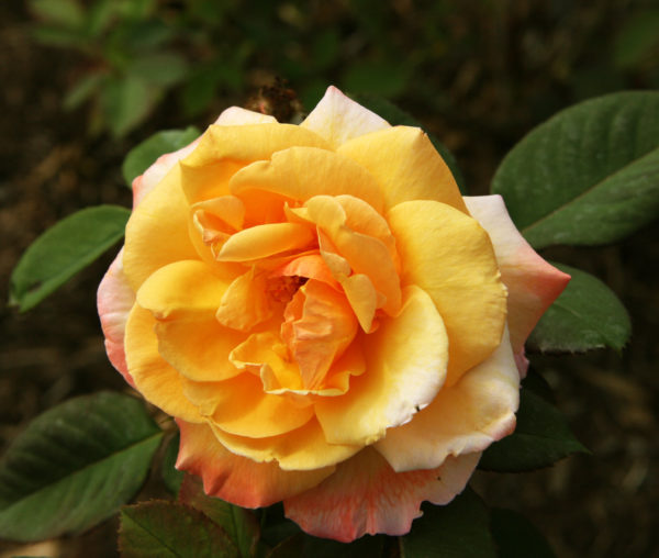 Rosa 'Tahitian Sunset' in 2 Gallon Pot