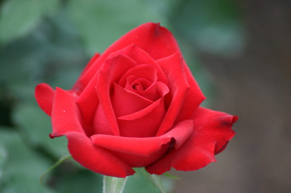 Rosa 'Olympiad' in 2 Gallon Pot