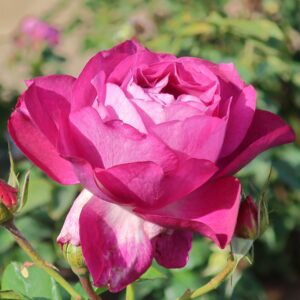 Rosa 'Wild Blue Yonder' in 3 Gallon Pot