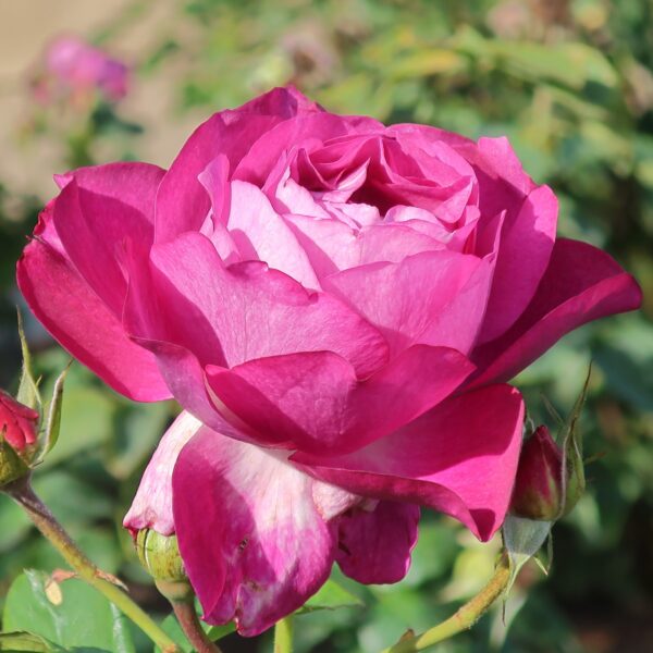 Rosa 'Wild Blue Yonder' in 3 Gallon Pot