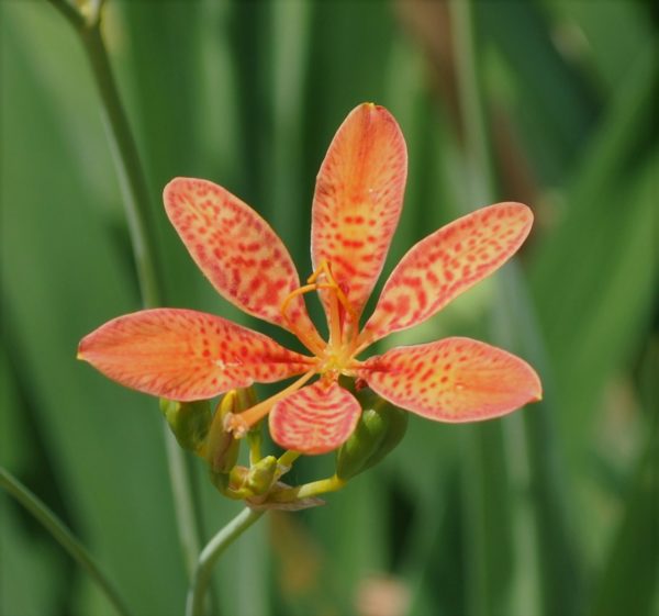 Blackberry Lily in 1 Gallon Pot