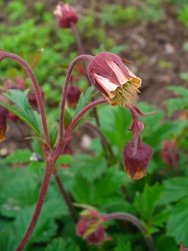 Geum Rival Nodding 'Water Avens' in 1 Gallon Pot
