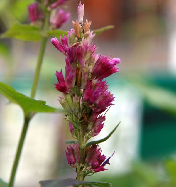 'Globetrotter' Agastache in 1 gallon pot