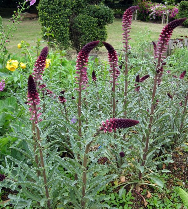'Beaujolais' Loosestrife (Lysimachia) in 1 Gallon Pot