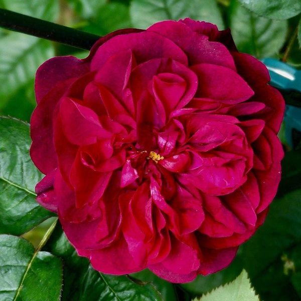 Rosa 'Traviata' in 2 Gallon Pot