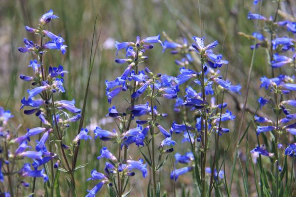 'Electric Blue' Penstemon in 1 Gallon Pot