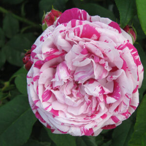 Rosa 'Variegata di Bologna' in 2 Gallon Pot