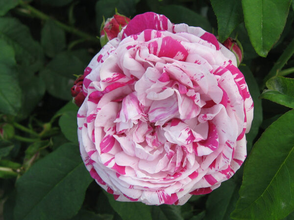 Rosa 'Variegata di Bologna' in 2 Gallon Pot