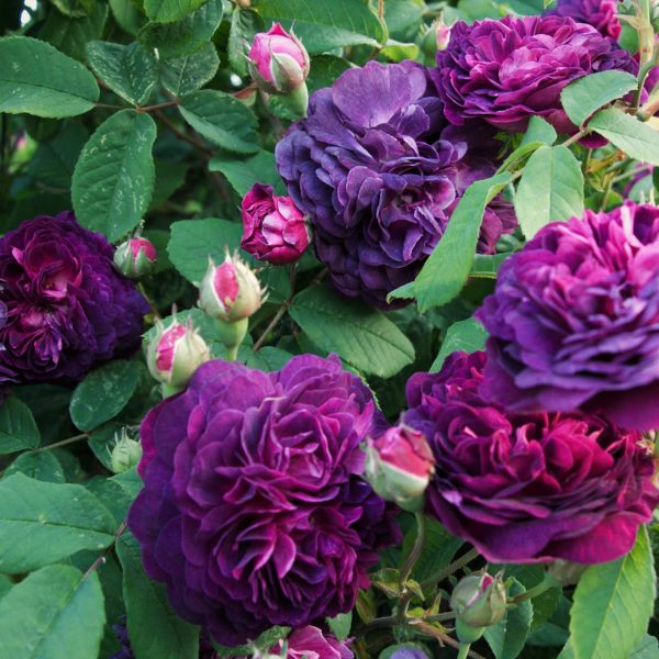 Rosa 'Robert le Diable' in 2 Gallon Pot