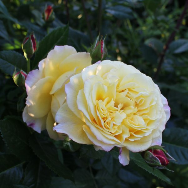 Rosa 'Rugelda' in 2 gallon pot