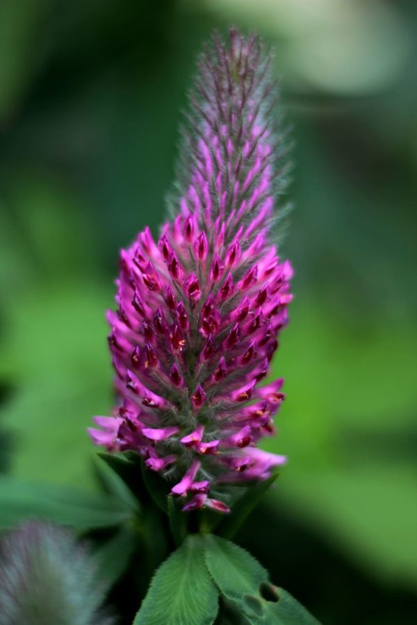 Red Feather Clover in 1 Gallon Pot