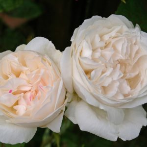 Rosa 'Winchester Cathedral' in 2 Gallon Pot