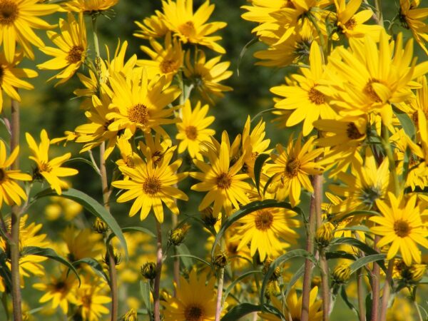 Maximilian Sunflower in 1 Gallon Pot