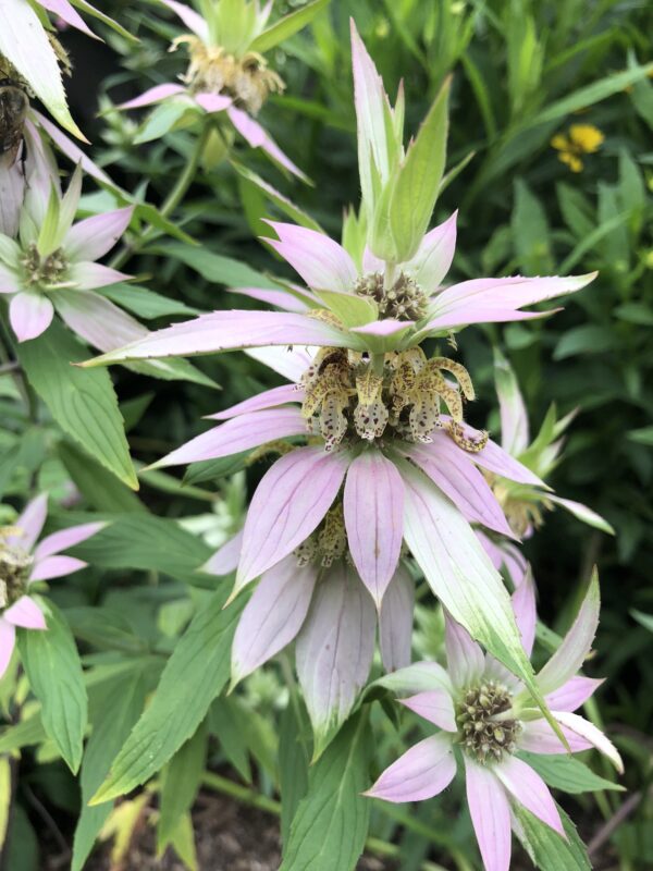 Spotted Bee Balm in 1 gallon pot