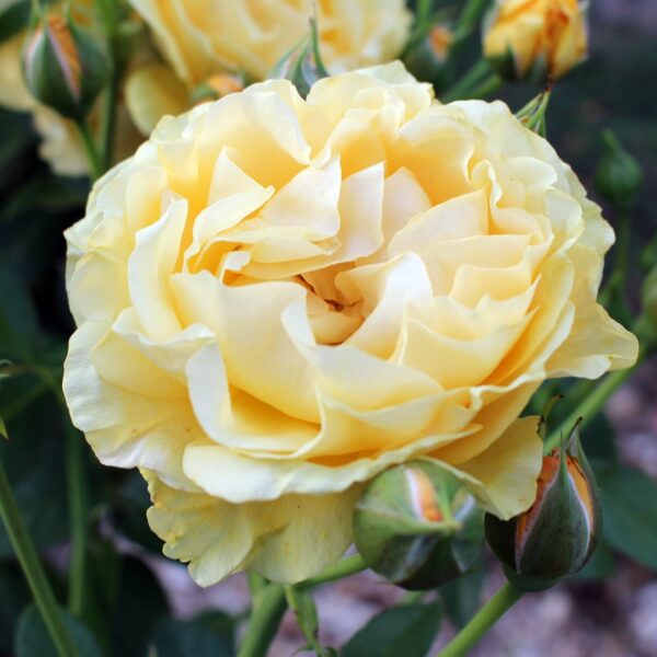 Rosa 'Julia Child' in a 2 gallon pot