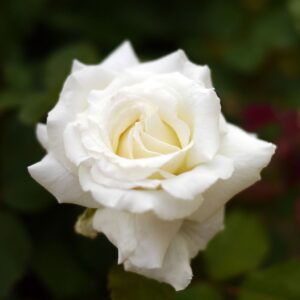 Rosa 'Pope John Paul II' in 3 Gallon pot