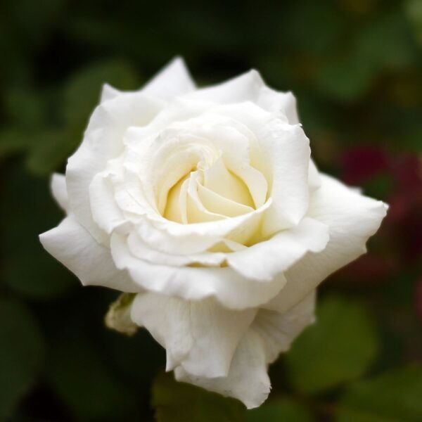 Rosa 'Pope John Paul II' in 3 Gallon pot