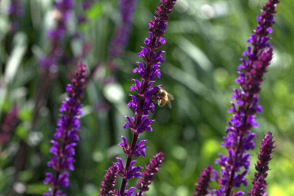 Salvia 'Caradonna' 1 Gallon Pot