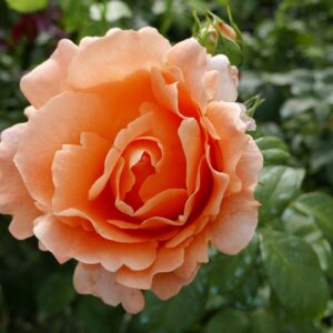 Rosa 'Polka' in 3 Gallon Pot