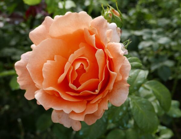 Rosa 'Polka' in 2 Gallon Pot