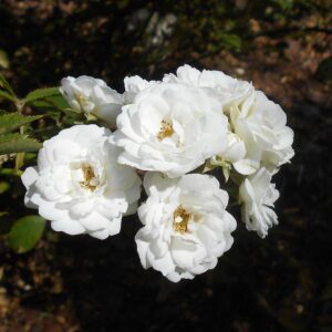 Rosa 'Alba Meidiland' in 2 gallon Pot