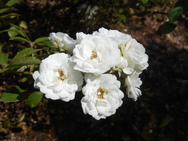 Rosa 'Alba Meidiland' in 2 gallon Pot
