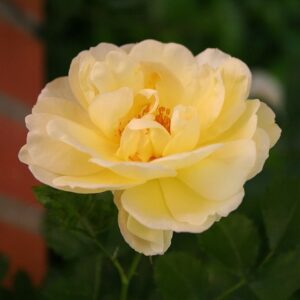 Rosa 'Leverkusen' in 2 gallon pot