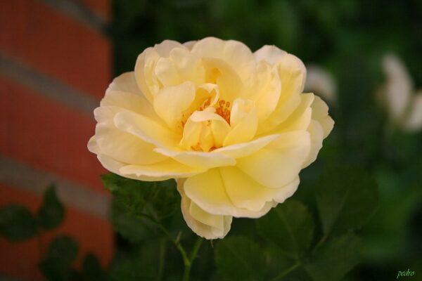 Rosa 'Leverkusen' in 2 gallon pot