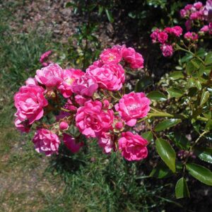 Rosa 'Lovely Fairy' in 2 Gallon Pot
