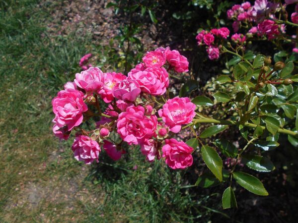Rosa 'Lovely Fairy' in 2 Gallon Pot