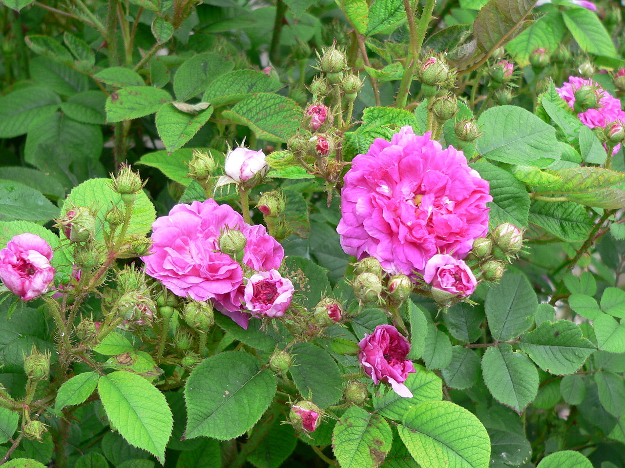 Rosa 'Seven Sisters' in 2 gallon pot - Fraser Valley Rose Farm