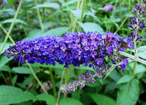 Blue Butterfly Bush in 2 Gallon Pot