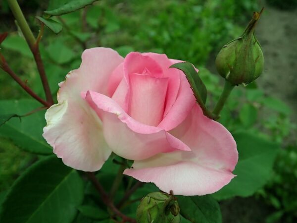 Rosa 'Beverly' in 2 gallon Pot