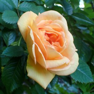 Rosa 'Maigold' in 2 gallon pot
