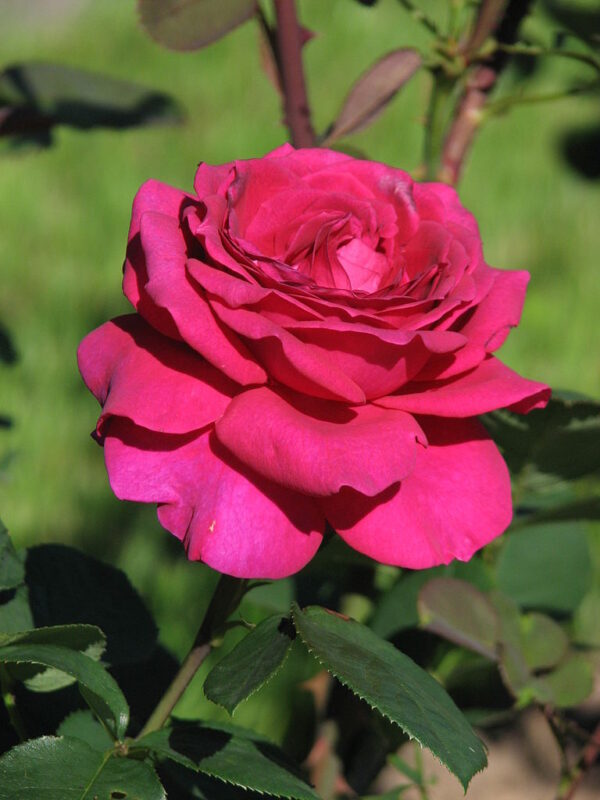 Rosa 'Stephens' Big Purple' in 2 gallon pot