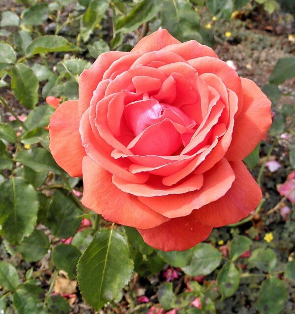 Rosa 'Fragrant Cloud' in 3 Gallon Pot